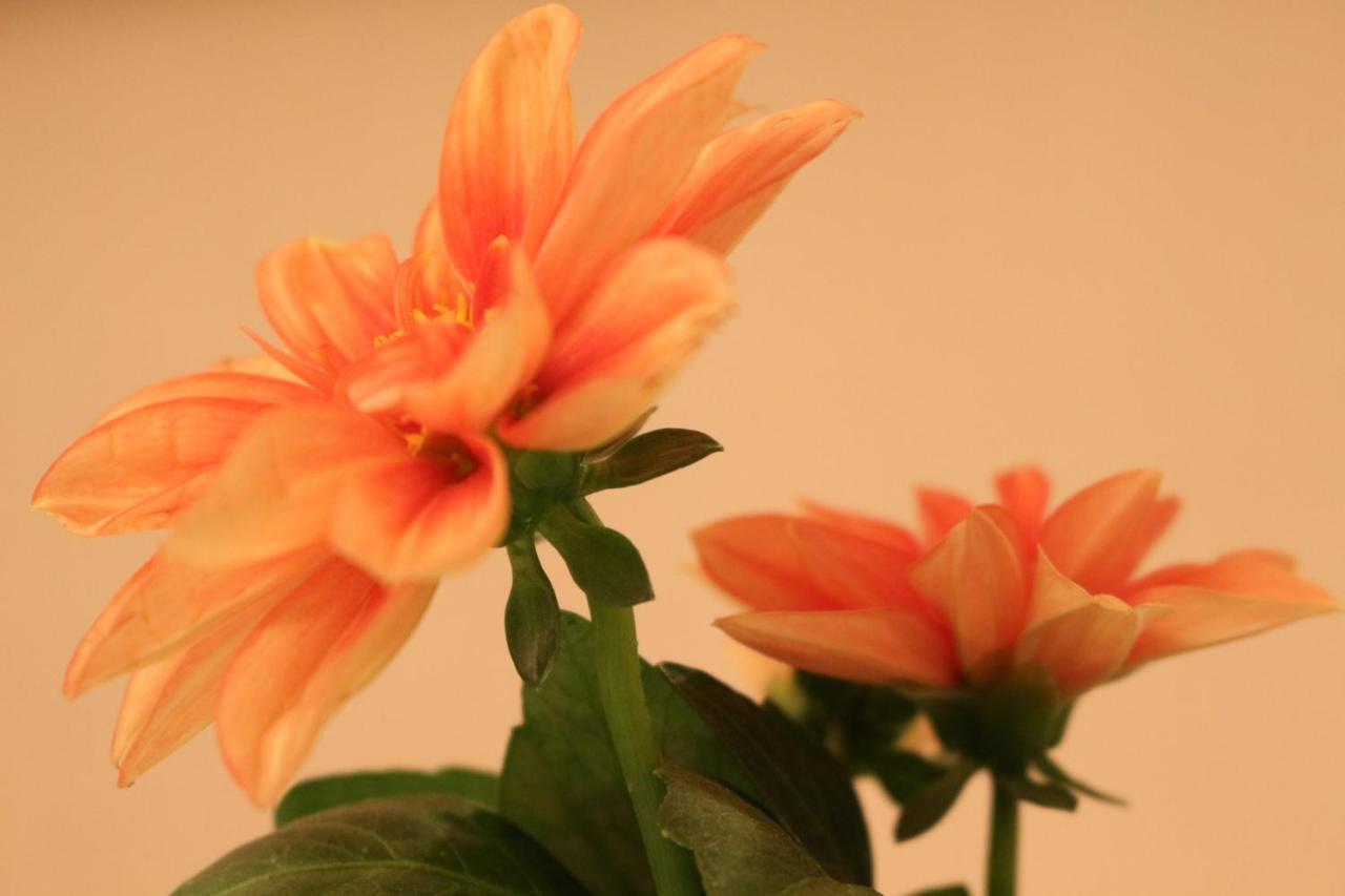 شقة Haus Mandarina Palit المظهر الخارجي الصورة